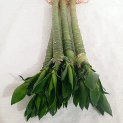 CGASPL Lucky Bamboos Lotus Bamboo Live Plants 30 Cm (3 Sticks)