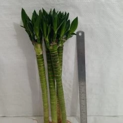 CGASPL Lucky Bamboos Lotus Bamboo Live Plants 30 Cm (3 Sticks)