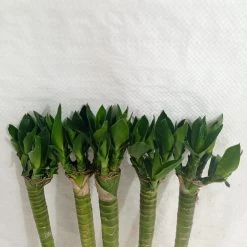 CGASPL Lucky Bamboos Lotus Bamboo Live Plants 30 Cm (3 Sticks)