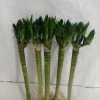 CGASPL Lucky Bamboos Lotus Bamboo Live Plants 30 Cm (3 Sticks) 2 CGASPL Lucky Bamboos Lotus Bamboo Live Plants 30 Cm (3 Sticks)