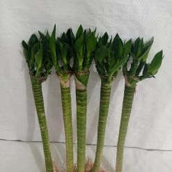 CGASPL Lucky Bamboos Lotus Bamboo Live Plants 30 Cm (3 Sticks)