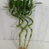 CGASPL 30-40 Cm Spiral Stick Lucky Bamboo (Set Of 6 Sticks) Lucky Bamboos