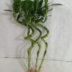 CGASPL 30-40 Cm Spiral Stick Lucky Bamboo (Set Of 6 Sticks) Lucky Bamboos