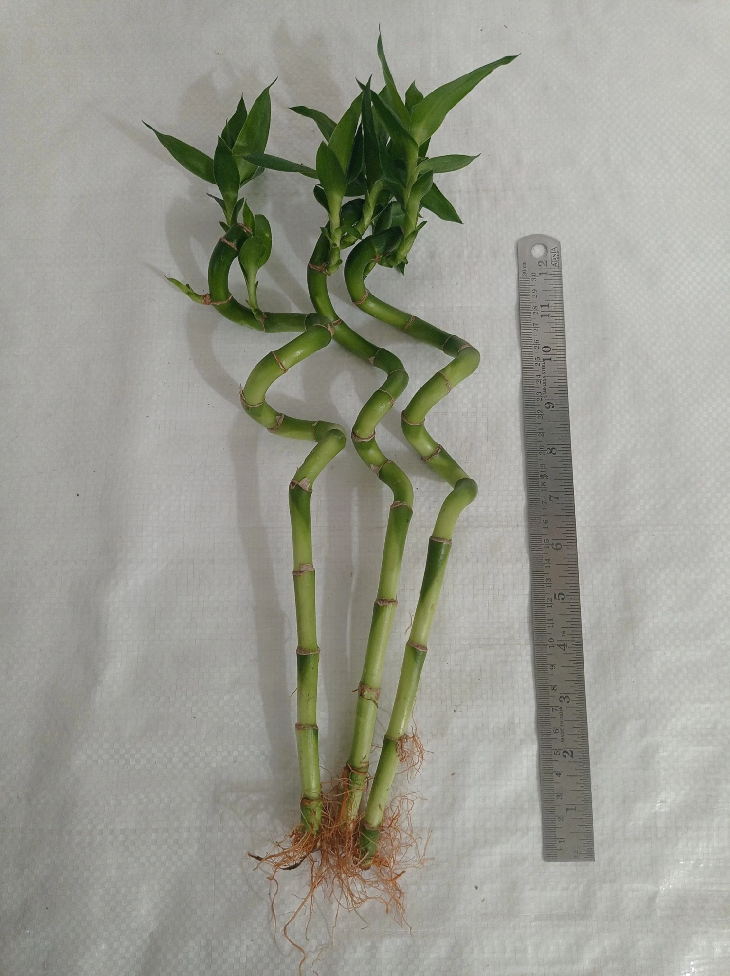 CGASPL Lucky Bamboos 30-40 Cm Spiral Stick Lucky Bamboo (Set Of 3 Sticks) 5 CGASPL Lucky Bamboos 30-40 Cm Spiral Stick Lucky Bamboo (Set Of 3 Sticks)