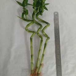 CGASPL 30-40 Cm Spiral Stick Lucky Bamboo (Set Of 6 Sticks) Lucky Bamboos