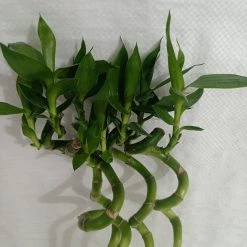 CGASPL 30-40 Cm Spiral Stick Lucky Bamboo (Set Of 6 Sticks) Lucky Bamboos