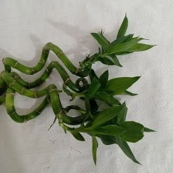 CGASPL Lucky Bamboos 30-40 Cm Spiral Stick Lucky Bamboo (Set Of 3 Sticks) 13 CGASPL Lucky Bamboos 30-40 Cm Spiral Stick Lucky Bamboo (Set Of 3 Sticks)