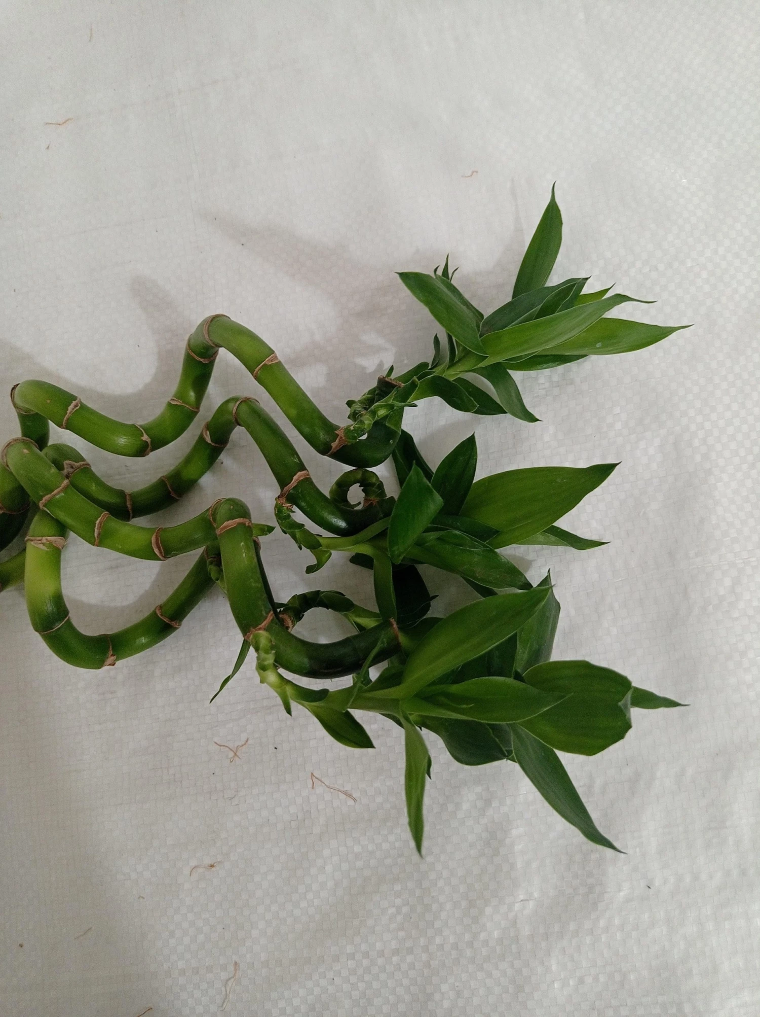 CGASPL Lucky Bamboos 30-40 Cm Spiral Stick Lucky Bamboo (Set Of 3 Sticks) 8 CGASPL Lucky Bamboos 30-40 Cm Spiral Stick Lucky Bamboo (Set Of 3 Sticks)