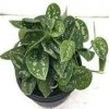 CGASPL Others CAPPL Beautiful Epipremnum Aureum Plant And Fertilizer & Plate With Plastic Pot (Green) 2 CGASPL Others CAPPL Beautiful Epipremnum Aureum Plant And Fertilizer & Plate With Plastic Pot (Green)