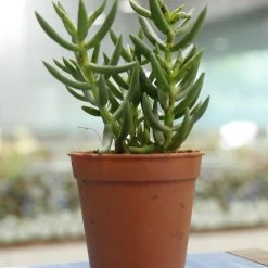 CGASPL Crassula Tetragona (Miniature Pine Tree) Small Succulent Plant