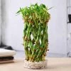 CGASPL Lucky Bamboos Pineapple Basket Lucky Bamboo 2 CGASPL Lucky Bamboos Pineapple Basket Lucky Bamboo