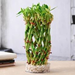 CGASPL Lucky Bamboos Pineapple Basket Lucky Bamboo
