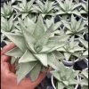CGASPL Plants Gasteraloe Silver Swirls Succulent Plant