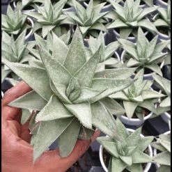 CGASPL Plants Gasteraloe Silver Swirls Succulent Plant