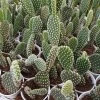 CGASPL Plants White Bunny Ear Cactus (Opuntia Microdasys Pallida)