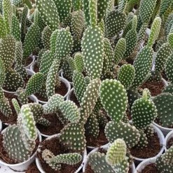 CGASPL Plants White Bunny Ear Cactus (Opuntia Microdasys Pallida)