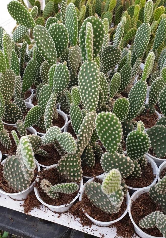 CGASPL Plants White Bunny Ear Cactus (Opuntia Microdasys Pallida) 3 CGASPL Plants White Bunny Ear Cactus (Opuntia Microdasys Pallida)
