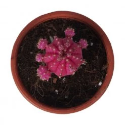 CGASPL Gymnocalycium Mihanovichii Var.Friedrichii Pink Moon Cactus (Big) Plants 17 CGASPL Gymnocalycium Mihanovichii Var.Friedrichii Pink Moon Cactus (Big) Plants