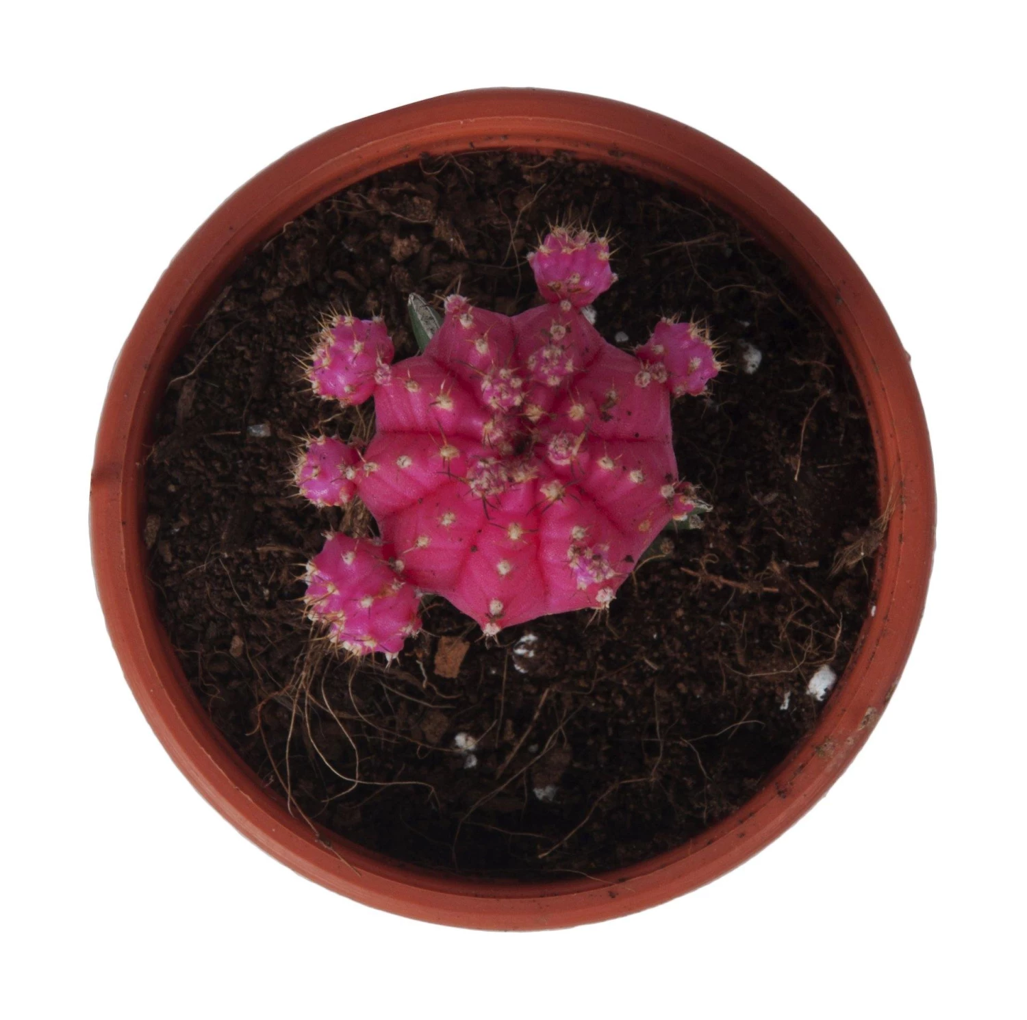 CGASPL Gymnocalycium Mihanovichii Var.Friedrichii Pink Moon Cactus (Big) Plants 10 CGASPL Gymnocalycium Mihanovichii Var.Friedrichii Pink Moon Cactus (Big) Plants