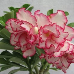 CGASPL 935 Bi-color Adenium Double Layer White Pink Flower Plant Plants