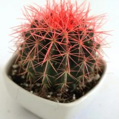 CGASPL Plants Echinocactus Grusonii Painted Non-Grafted Orange Shade Cactus