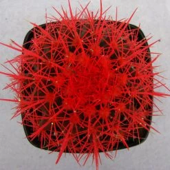 CGASPL Echinocactus Grusonii Painted Non-Grafted Orange Cactus (In Plastic Pot) Plants 11 CGASPL Echinocactus Grusonii Painted Non-Grafted Orange Cactus (In Plastic Pot) Plants