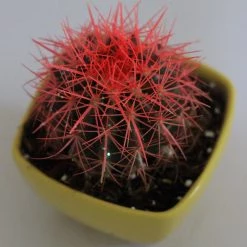 CGASPL Echinocactus Grusonii Painted Non-Grafted Pink-Orange Cactus Plants