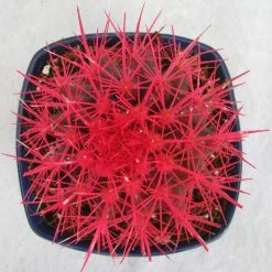 CGASPL Plants Echinocactus Grusonii Painted Non-Grafted Rose Cactus (In Plastic Pot) 10 CGASPL Plants Echinocactus Grusonii Painted Non-Grafted Rose Cactus (In Plastic Pot)