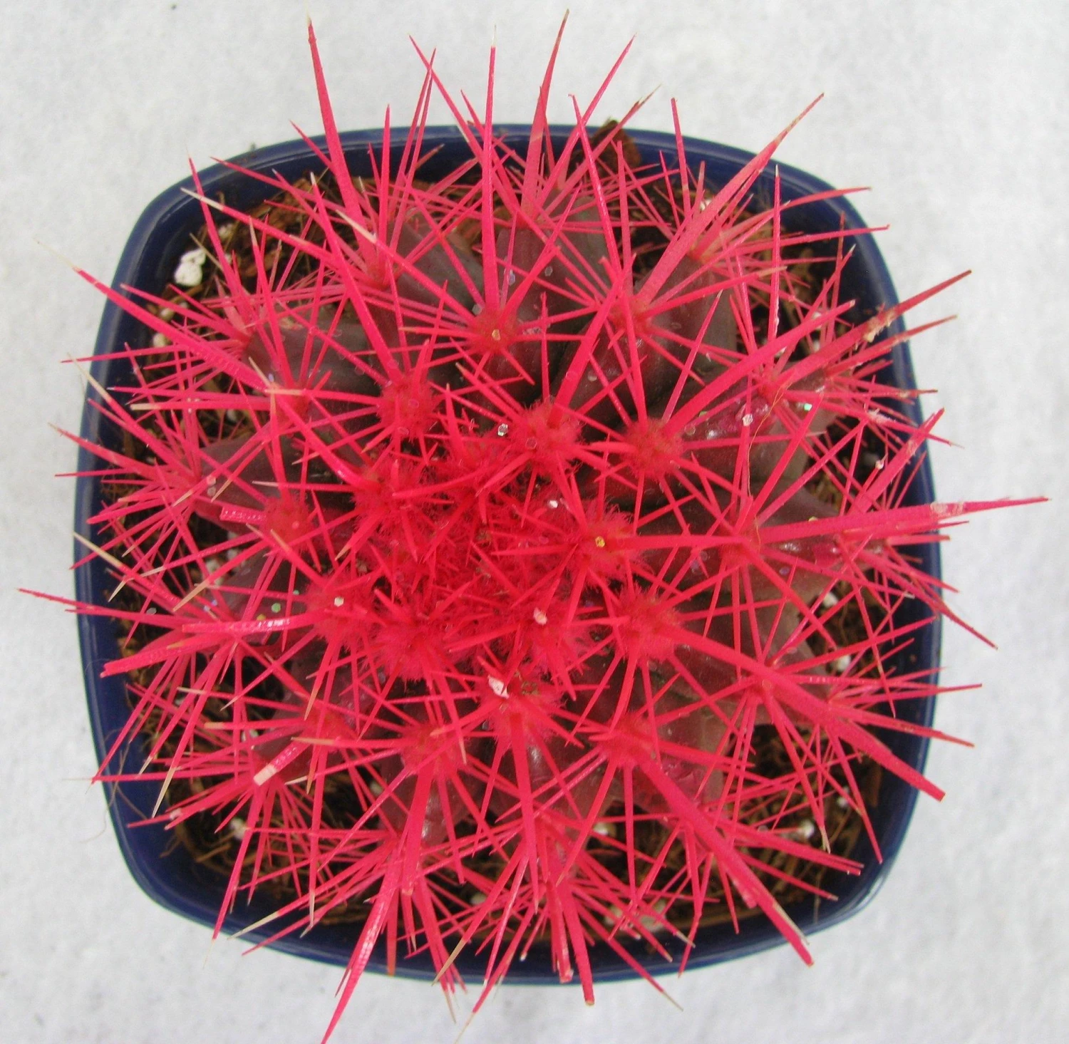 CGASPL Plants Echinocactus Grusonii Painted Non-Grafted Rose Cactus (In Plastic Pot) 6 CGASPL Plants Echinocactus Grusonii Painted Non-Grafted Rose Cactus (In Plastic Pot)