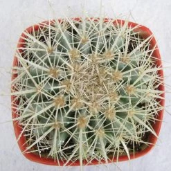 CGASPL Echinocactus Grusonii Painted Non-Grafted White Cactus Plants