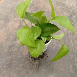 CGASPL Other Plant Packs 3 Indoor Plant Pack - Money Plant Green, Snake Plant And Aglonema Lipstick