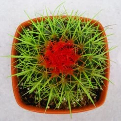 CGASPL Plants Echinocactus Grusonii Painted Non-Grafted Green-Orange Cactus (In Plastic Pot)