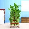 CGASPL 4 Layer Lucky Bamboo Lucky Bamboos 2 CGASPL 4 Layer Lucky Bamboo Lucky Bamboos