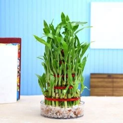 CGASPL 4 Layer Lucky Bamboo Lucky Bamboos