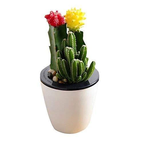 CGASPL CAPPL Cactus Set (3 Plants With White Pot) Cactus & Others 3 CGASPL CAPPL Cactus Set (3 Plants With White Pot) Cactus & Others