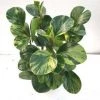 CGASPL Plants Peperomia Obtusifolia Green Varigated Plant 2 CGASPL Plants Peperomia Obtusifolia Green Varigated Plant