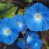 CGASPL Ipomoea Morning Glory Heavenly Blue Seeds 25 Grams Imported Flower Seeds
