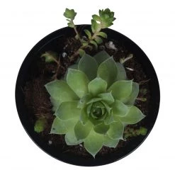 CGASPL Mini Ceramic Pot Black (Pack Of 6)