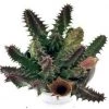 CGASPL CAPPL Huernia Hystrix Candle Cactus Live Plant With Plastic Pot