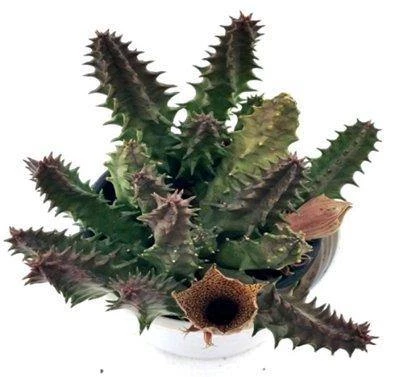 CGASPL CAPPL Huernia Hystrix Candle Cactus Live Plant With Plastic Pot 3 CGASPL CAPPL Huernia Hystrix Candle Cactus Live Plant With Plastic Pot