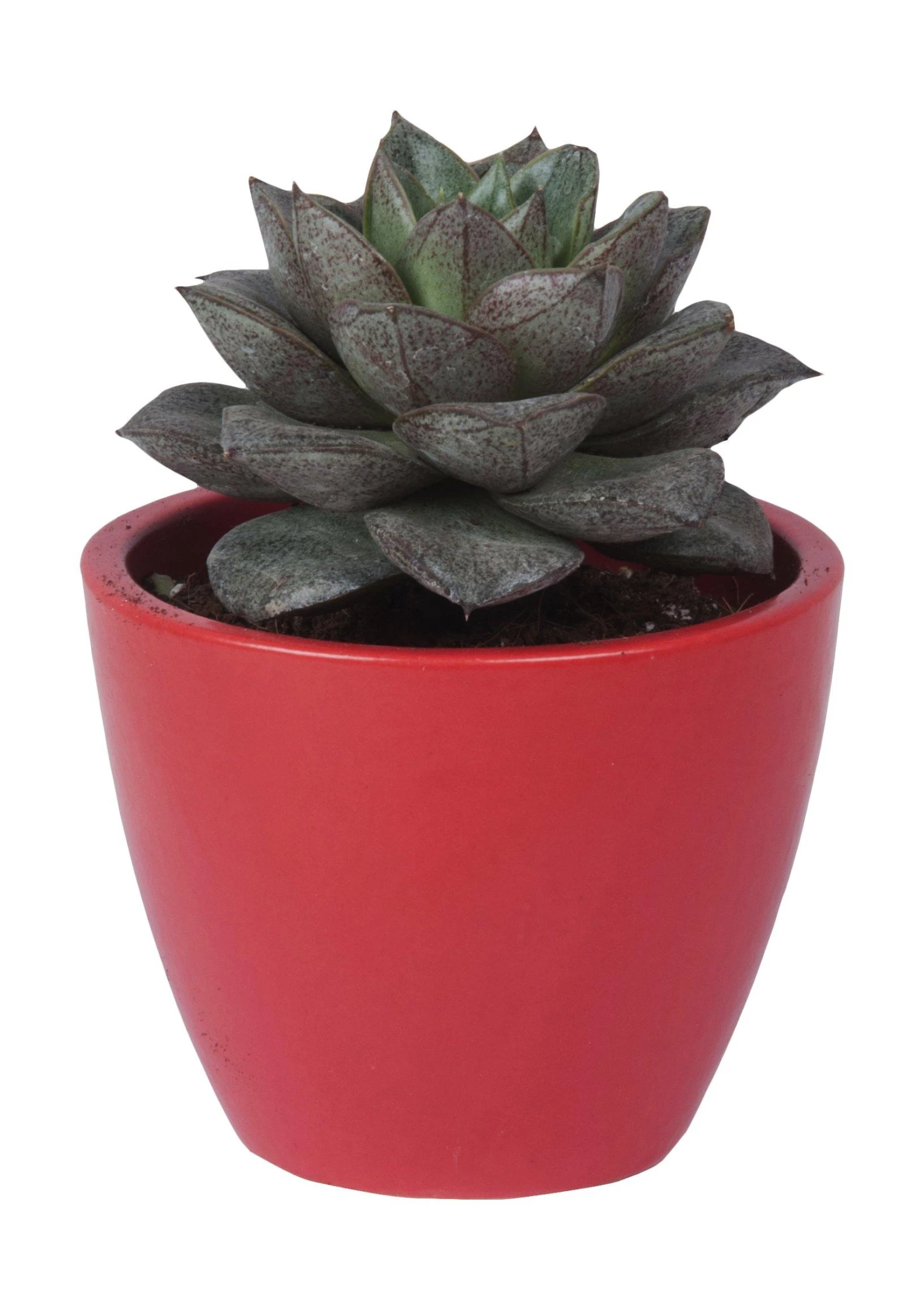 CGASPL Pot-Planters Round Dew Ceramic Pot, Red (Pack Of 3) 5 CGASPL Pot-Planters Round Dew Ceramic Pot, Red (Pack Of 3)