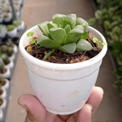CGASPL Haworthia Mutica Succulent Plant