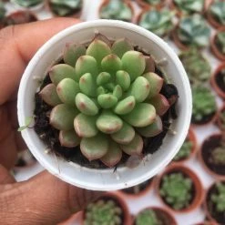 CGASPL Graptoveria Bashful Small Succulent Plant Plants