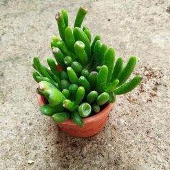 CGASPL Plants Crassula Ovata 'Gollum' Jade Small Succulent Plant