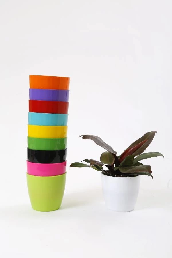 CGASPL 4 Inch Multi Singapore Pot (Pack Of 12) (105mm) Pot-Planters 4 CGASPL 4 Inch Multi Singapore Pot (Pack Of 12) (105mm) Pot-Planters