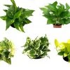 CGASPL Money Plants (Pack Of 5) - Air Purifier Indoor Plants With Flower Pots With 5 Gram Fertilizer Free