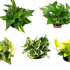 CGASPL Money Plants (Pack Of 5) - Air Purifier Indoor Plants With Flower Pots With 5 Gram Fertilizer Free