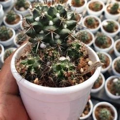 CGASPL Plants Mammillaria Erythra Non-Grafted Cactus