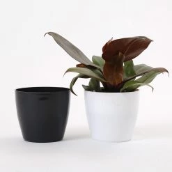 CGASPL 4 Inch Black Singapore Pot (105mm) Pot-Planters