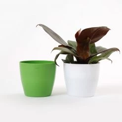 CGASPL 4 Inch Green Singapore Pot (105mm) 13 CGASPL 4 Inch Green Singapore Pot (105mm)